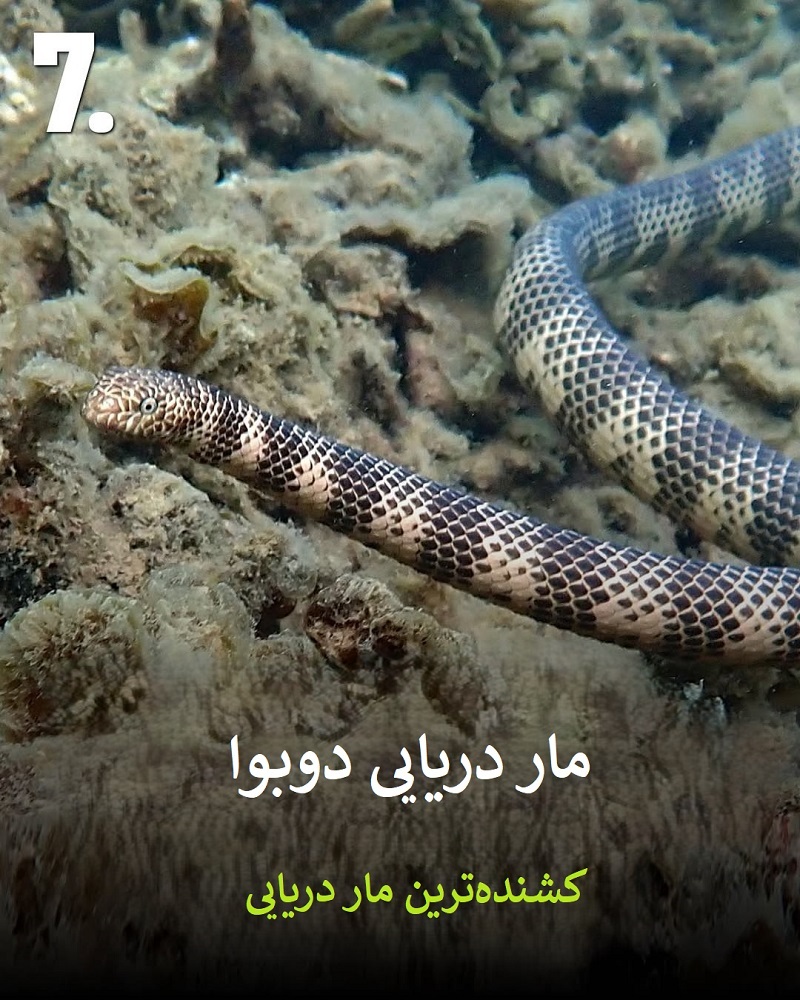 پادشاهان سم؛ حیواناتی که نباید به آن ها نزدیک شوید