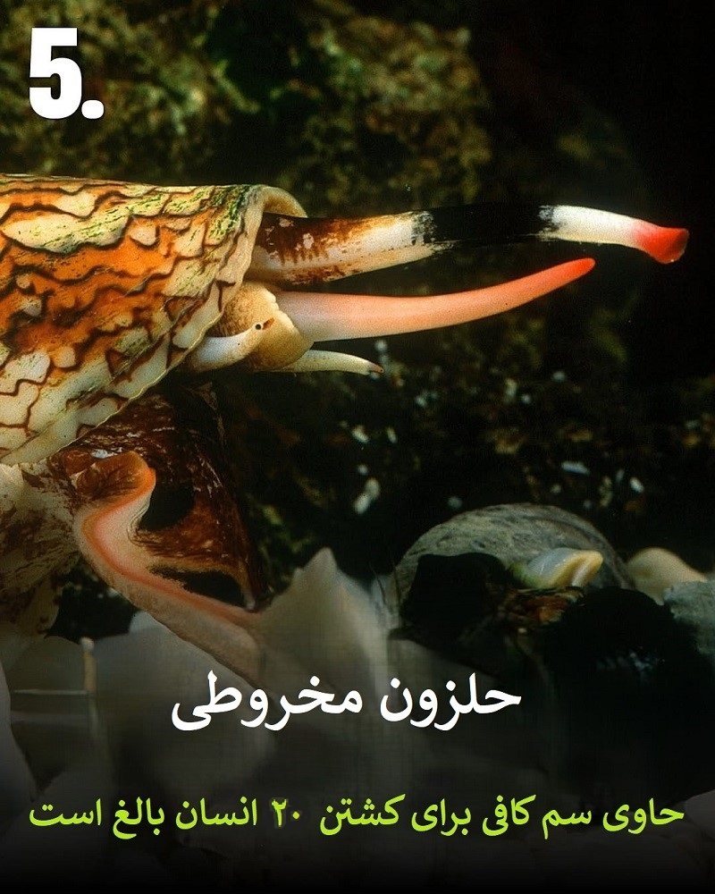 پادشاهان سم؛ حیواناتی که نباید به آن ها نزدیک شوید