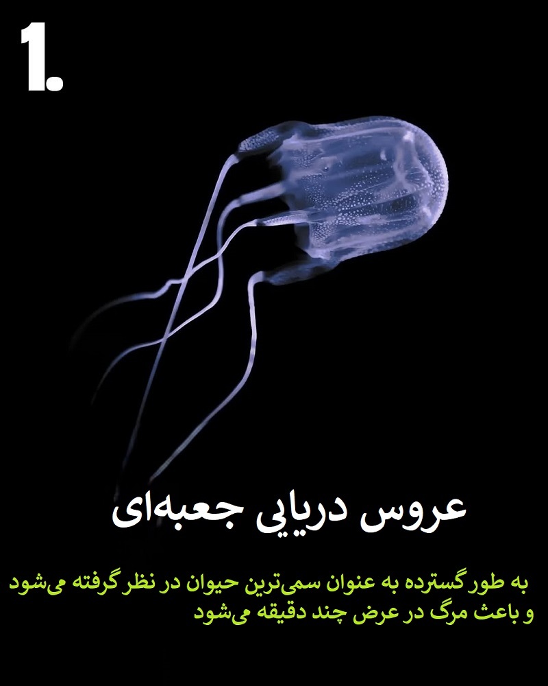 پادشاهان سم؛ حیواناتی که نباید به آن ها نزدیک شوید