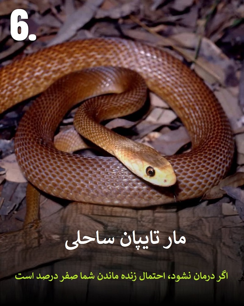 پادشاهان سم؛ حیواناتی که نباید به آن ها نزدیک شوید