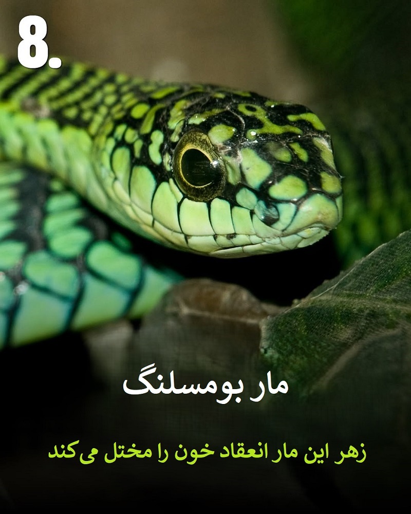 پادشاهان سم؛ حیواناتی که نباید به آن ها نزدیک شوید