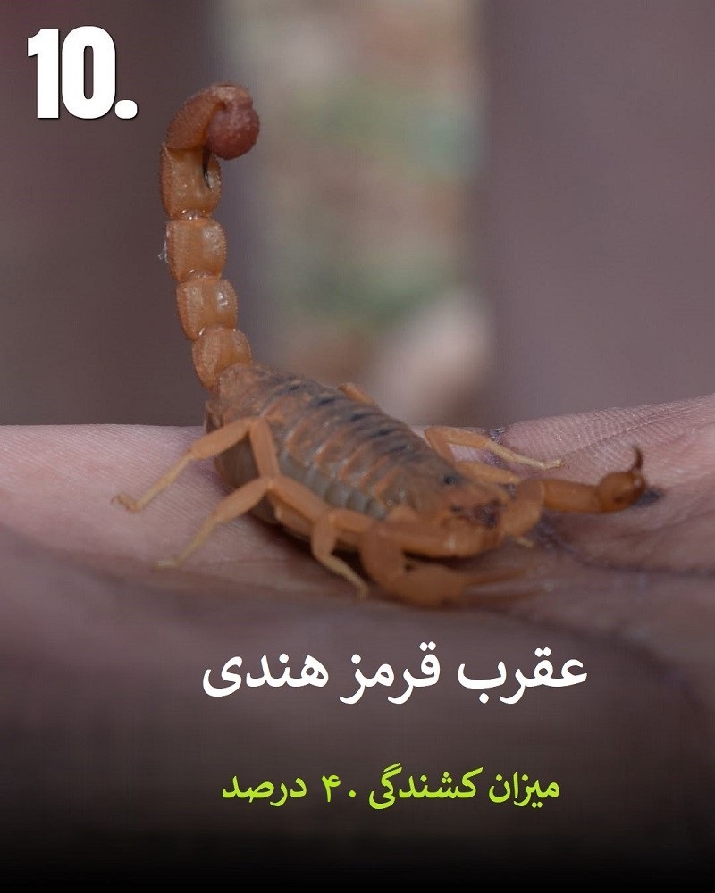 پادشاهان سم؛ حیواناتی که نباید به آن ها نزدیک شوید