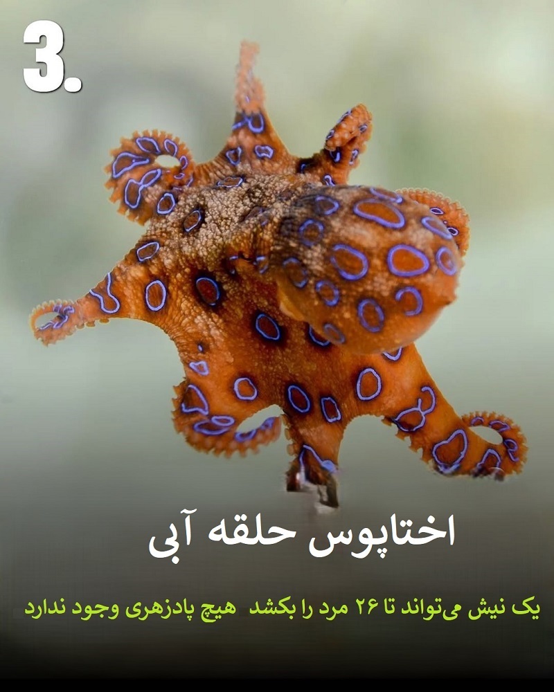 پادشاهان سم؛ حیواناتی که نباید به آن ها نزدیک شوید