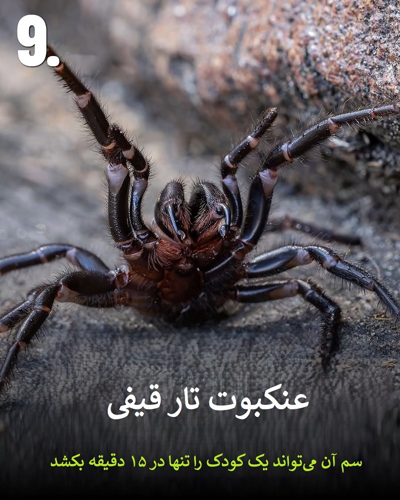 پادشاهان سم؛ حیواناتی که نباید به آن ها نزدیک شوید