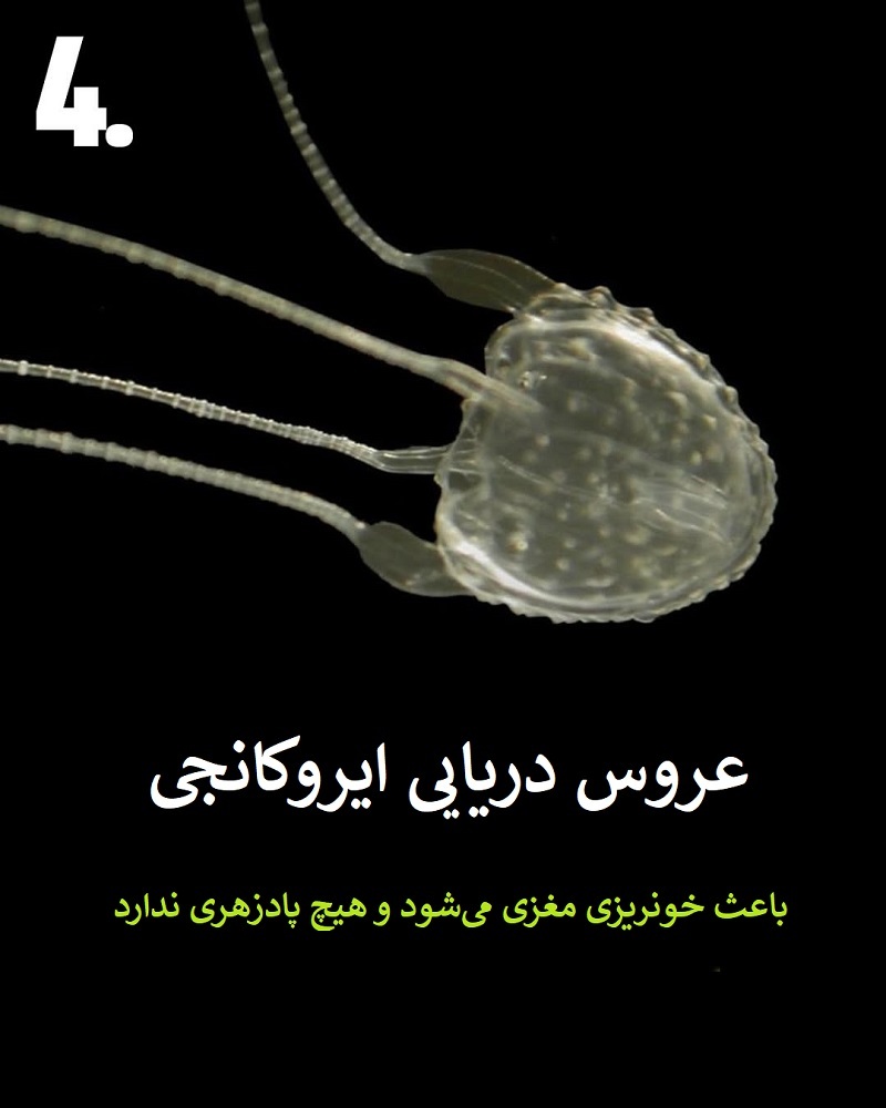 پادشاهان سم؛ حیواناتی که نباید به آن ها نزدیک شوید