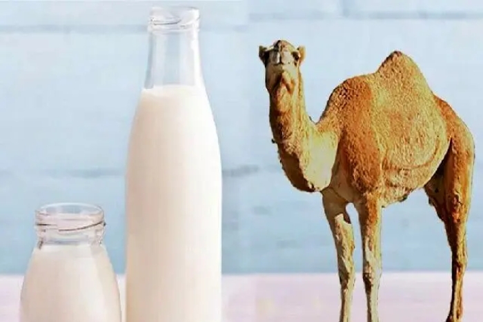 شیر شتر درمانی خاص برای کاهش شدت آسم!
