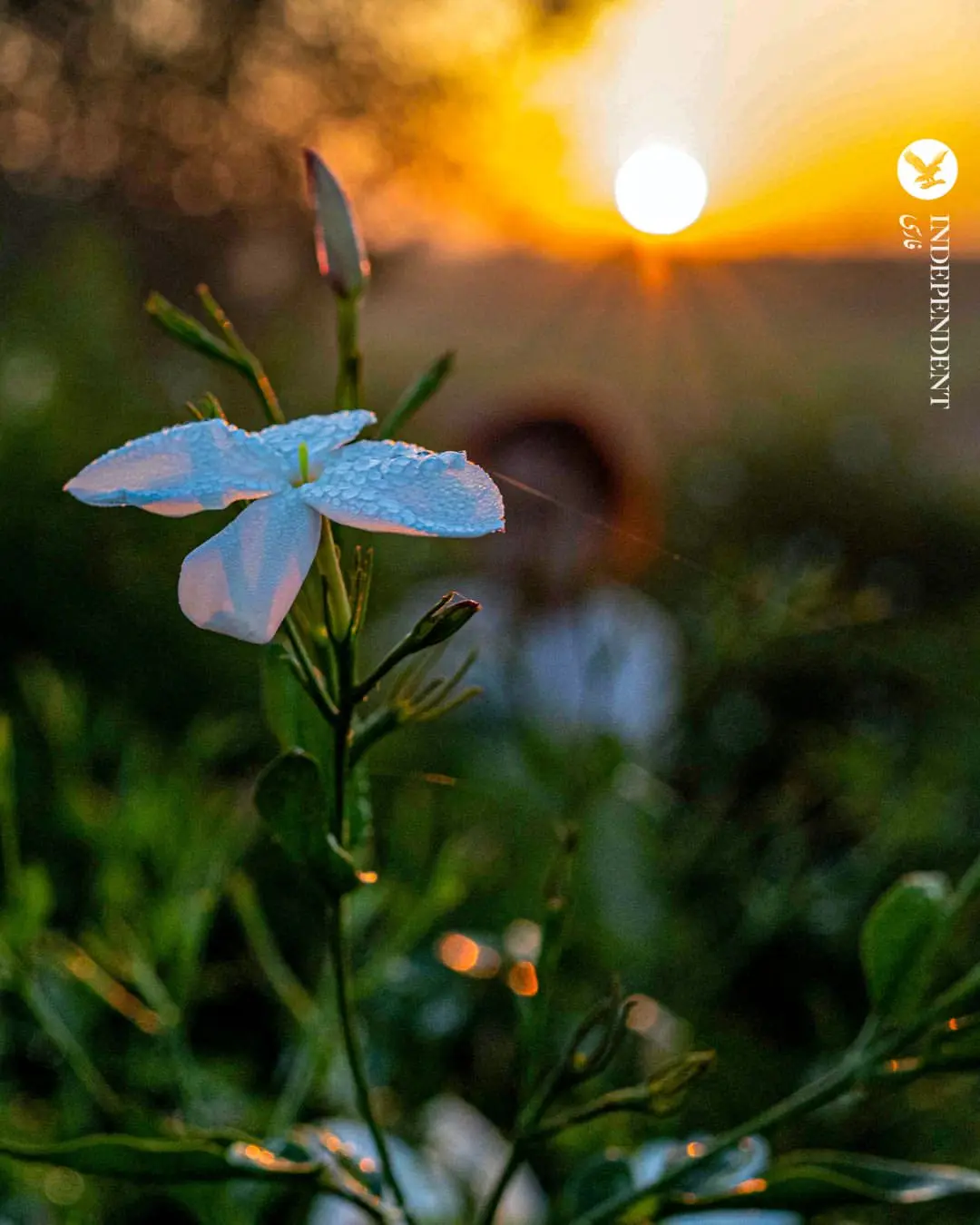  گل یاس