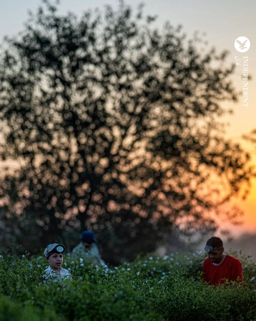  گل یاس