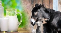 خواص شیر الاغ برای سلامت بدن و زیبایی