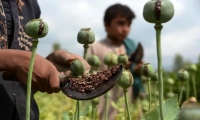 پیشنهاد کشت کنترل‌شده خشخاش برای نیاز های دارویی بررسی می شود
