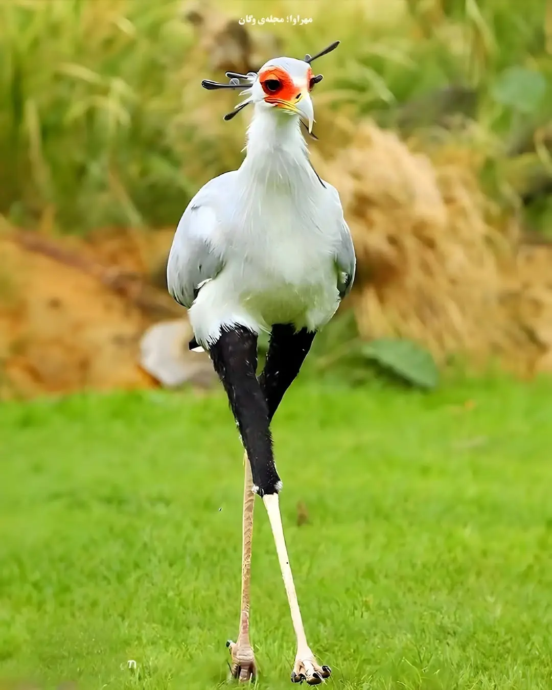 ر