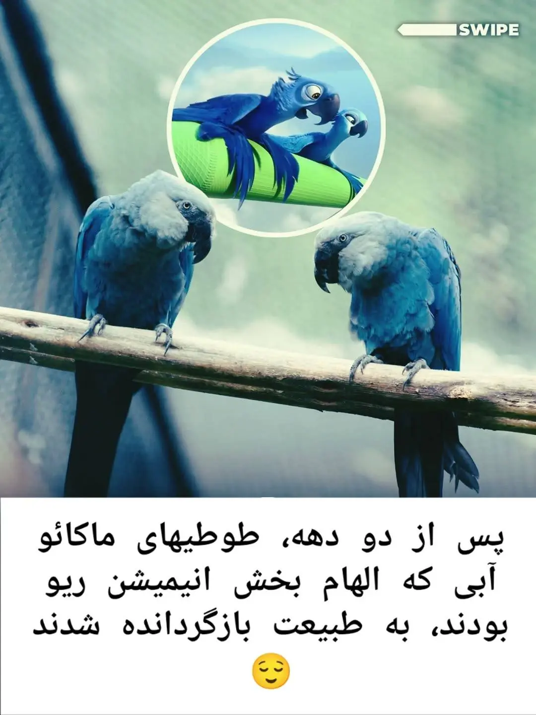 طوطی‌های ماکائوی