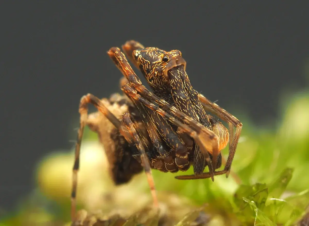 Ravens-Assassin-Spider-