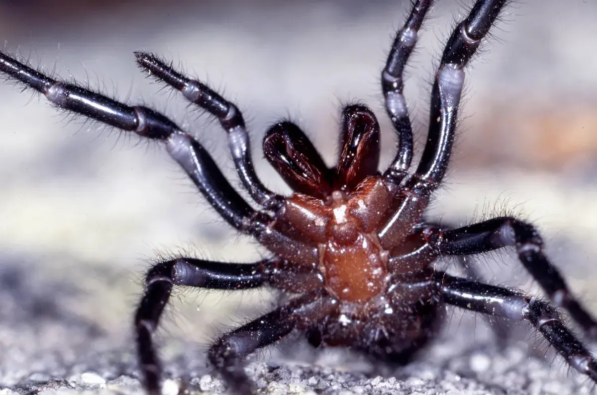 Sydney-funnel-web-spider-6f2d7cb
