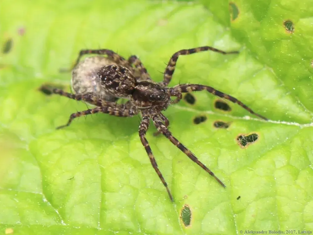 Spotted-wolf-spider-c33660d