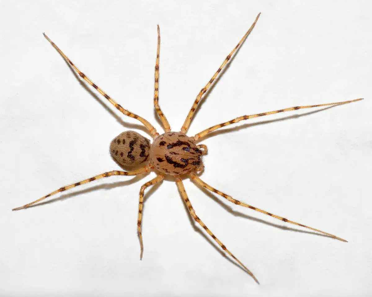 spitting-spider-Scytodes-thoracicaaka-7d89389