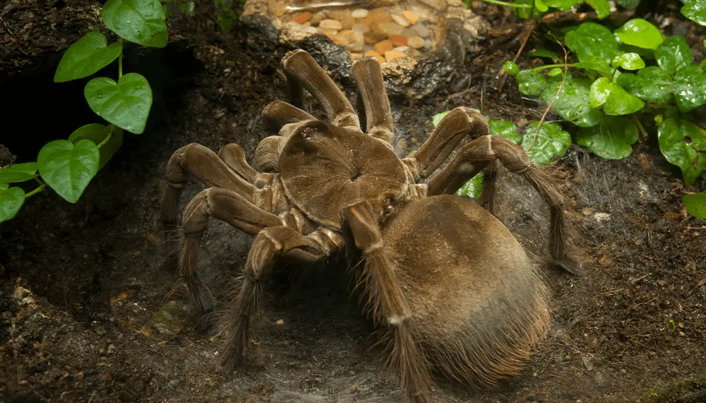 sdzkids_animalprofilepage_bird-eating_spider_hero