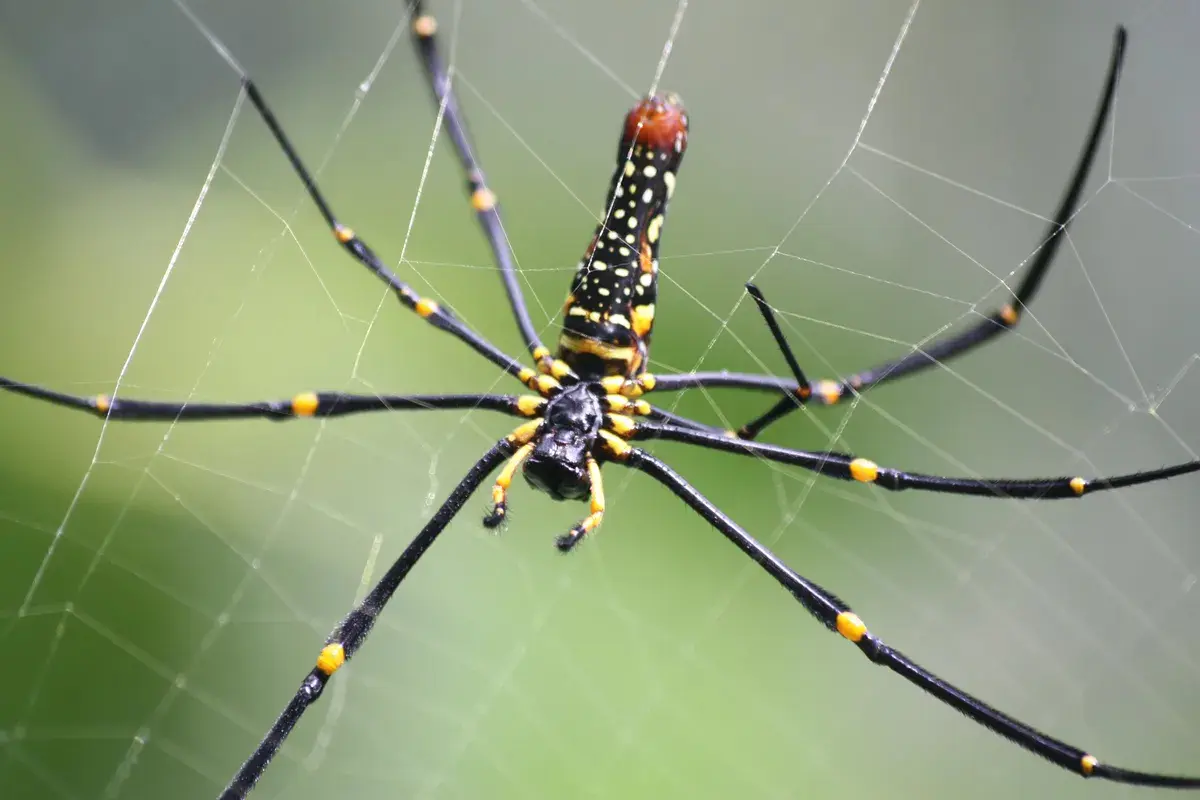 Golden-orbweb-spider-5b46df1