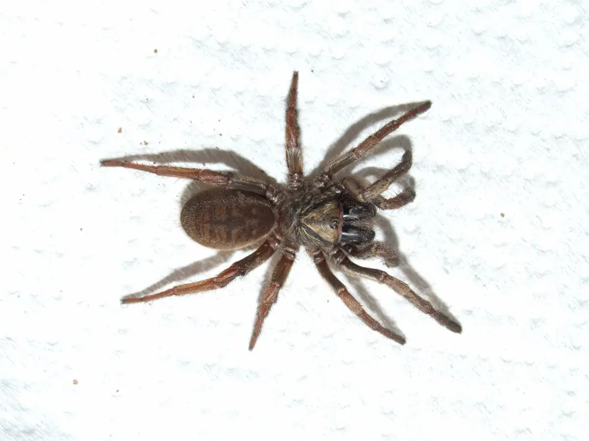 Common-brown-trapdoor-spider-f2d1a86