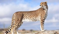 فیلمی از یوزپلنگ آسیایی در پارک ملی توران
