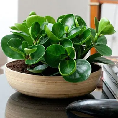 پرورش و نگهداری از گیاه قاشقی؛ آبیاری گل قاشقی چگونه است؟