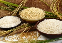 قیمت برنج ایرانی 30 مهر ماه 1404 | برنج صدری، عنبربو، دم‌سیاه کیلویی چند؟