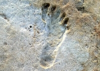 ردپاهای باستانی متعلق به کجاست؟