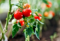 4 مورد از اشتباهات رایج در هرس گوجه فرنگی