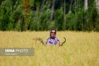 قیمت واقعی برنج در بازار چقدر است؟