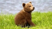 لحظه نجات توله خرس قهوه‌ای سه‌ساله در نور + فیلم