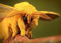 تصاویر ماکرو از حشرات؛ نگاهی دقیق به زیبایی‌های پنهان طبیعت+ فیلم