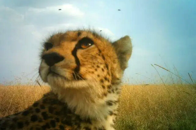 سایت تکثیر در اسارت یوزپلنگ قرنطینه شد