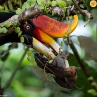 از ابزار شکار تا جواهر طبیعت؛ عجیب‌ترین منقارهای پرندگان را ببینید! + عکس