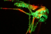 راهکاری نو دانشمندان برای مقابله با پشه‌ها؛ قارچ معطر و مرگبار وارد میدان شد