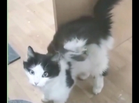 پناه آوردن یک گربه با دو بال به دست‌های امن دامپزشکان کرمانی /ویدیو