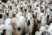 قیمت دام زنده امروز سه شنبه 13 آبان 1404 اعلام شد