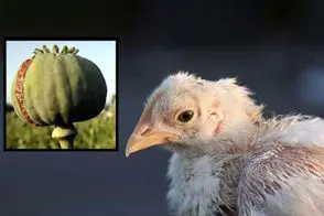 تست مثبت اعتیاد پس از صرف جوجه کباب!/ویدیو