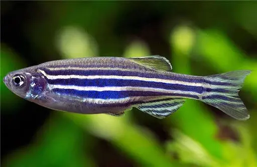 5 موجود مقاوم زمینی که از سفر فضایی جان سالم به در بردند