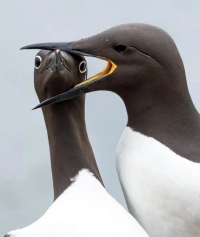 منتخب خنده‌دارترین تصاویر حیات‌وحش 2025 منتشر شد + عکس