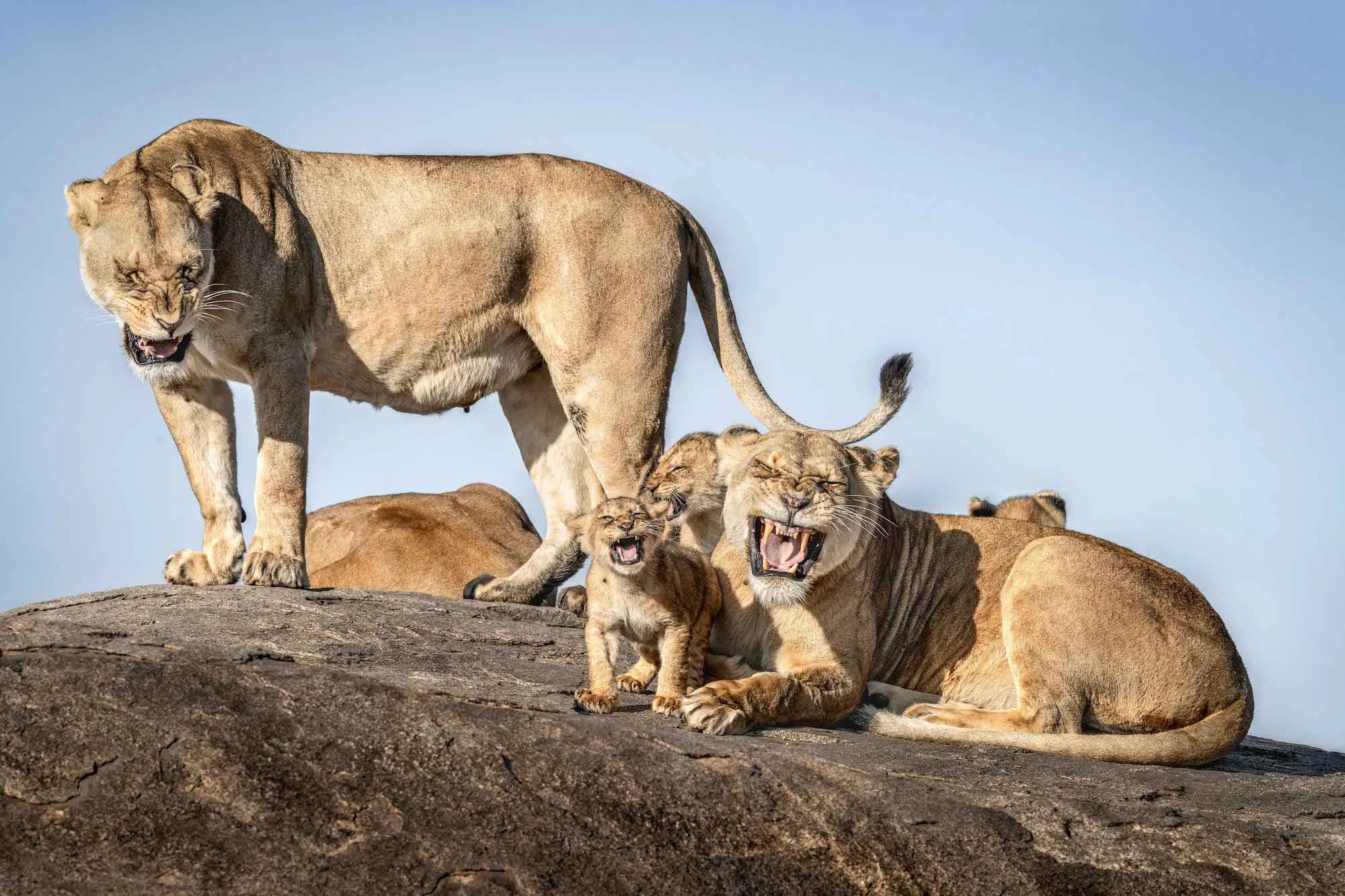 خندهدارترین عکسهای حیاتوحش سال