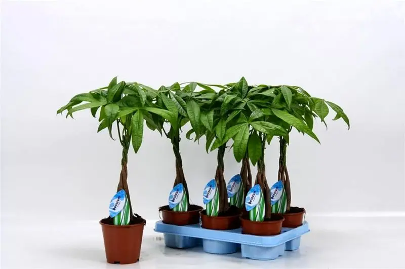 گیاهان آپارتمانی