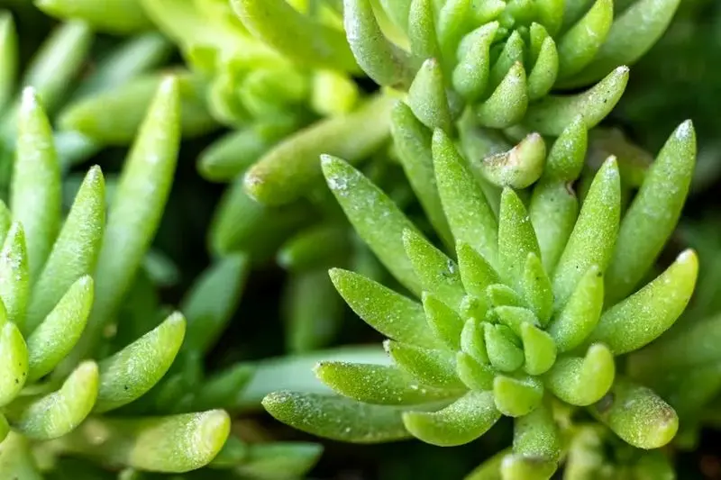 گیاهان آپارتمانی