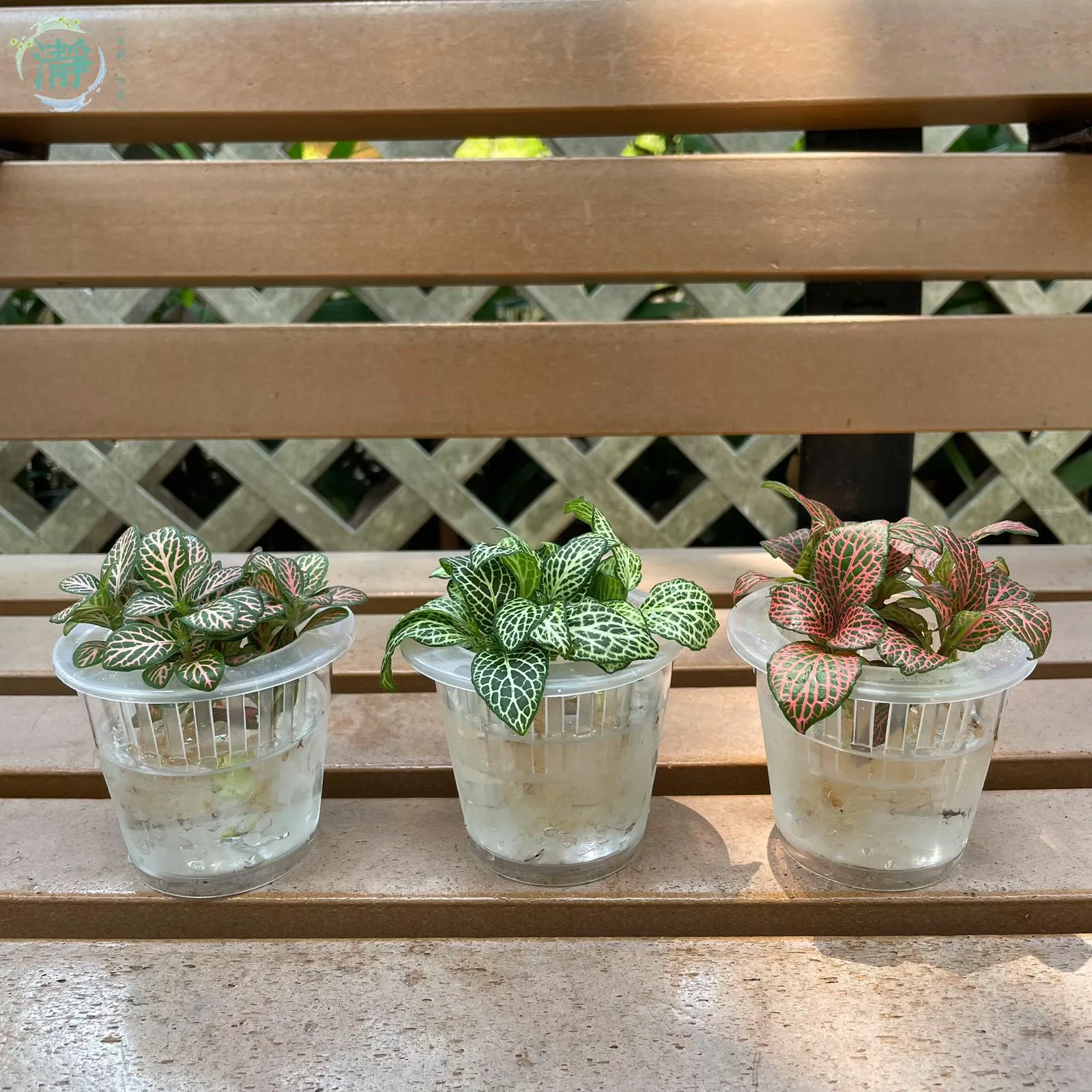 گیاه فیتونیا