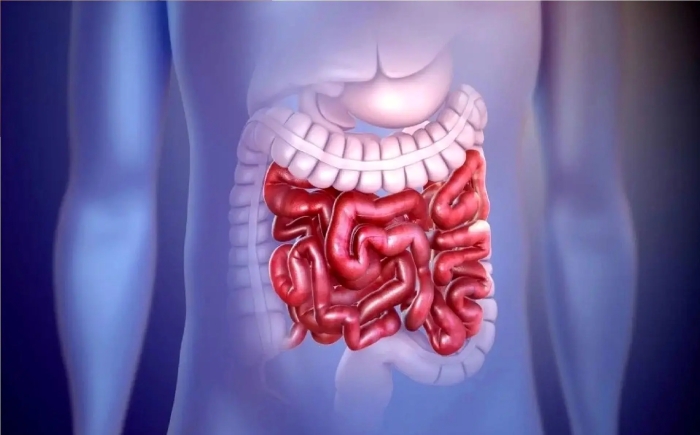 تضمین سلامت روده با این عوامل