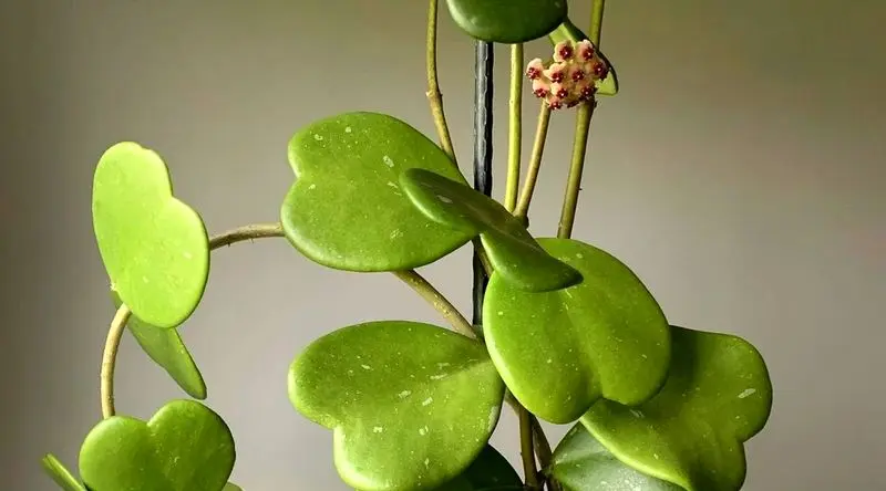 گیاهان اپارتمانی