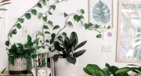 بهترین گیاهان آپارتمانی از نظر فنگ شویی