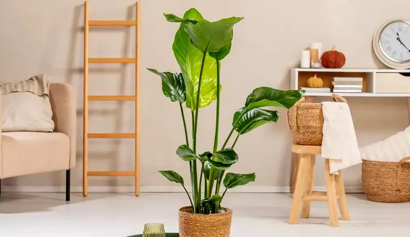 گیاهان آپارتمانی