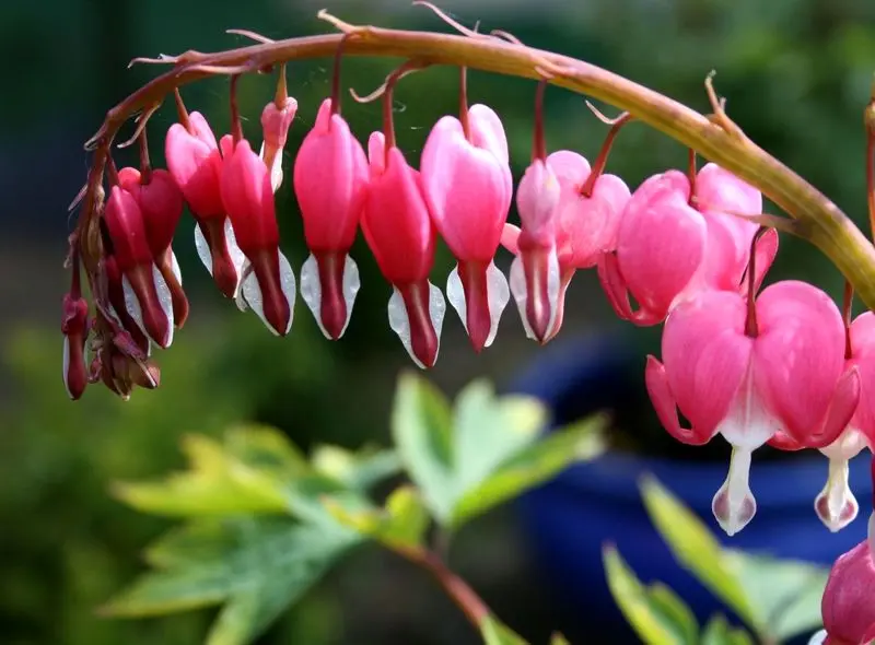 گیاهان اپارتمانی