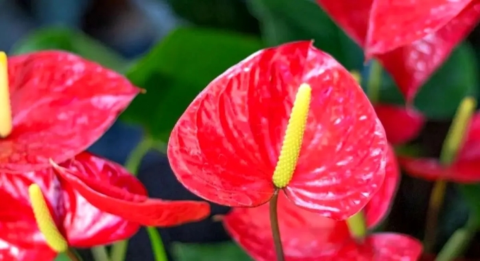 گیاهان آپارتمانی که عشق را به خانه می‌آورند