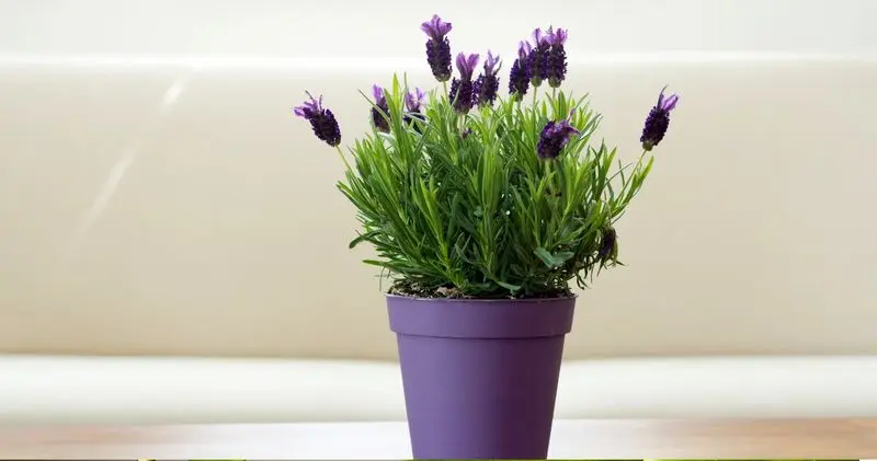 گیاهان اپارتمانی